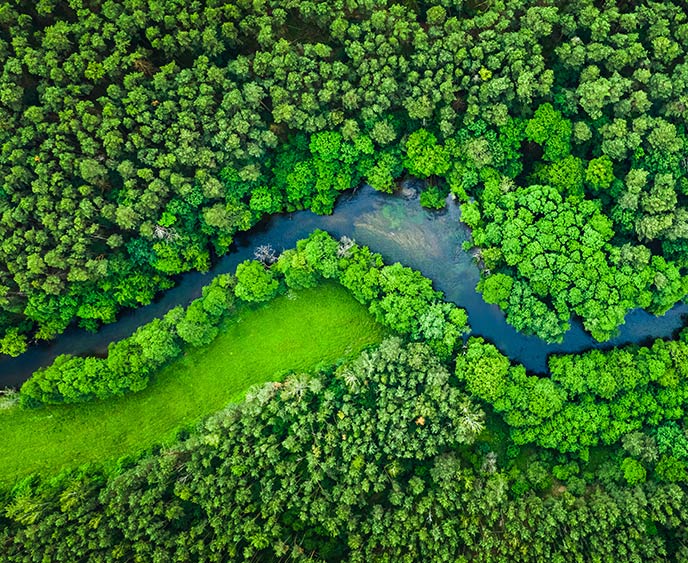 top view of forest